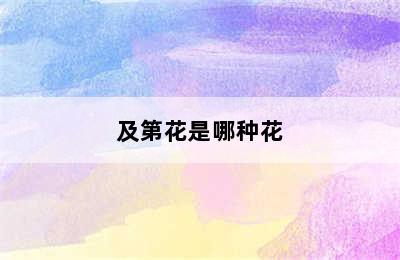 及第花是哪种花