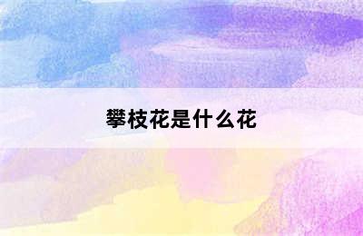 攀枝花是什么花