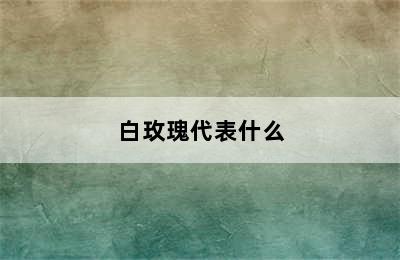 白玫瑰代表什么