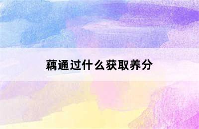 藕通过什么获取养分